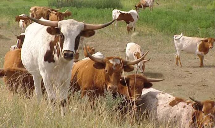 IRS extiende a alivio a ganaderos.